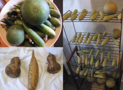 Greenscraping Gourds Image